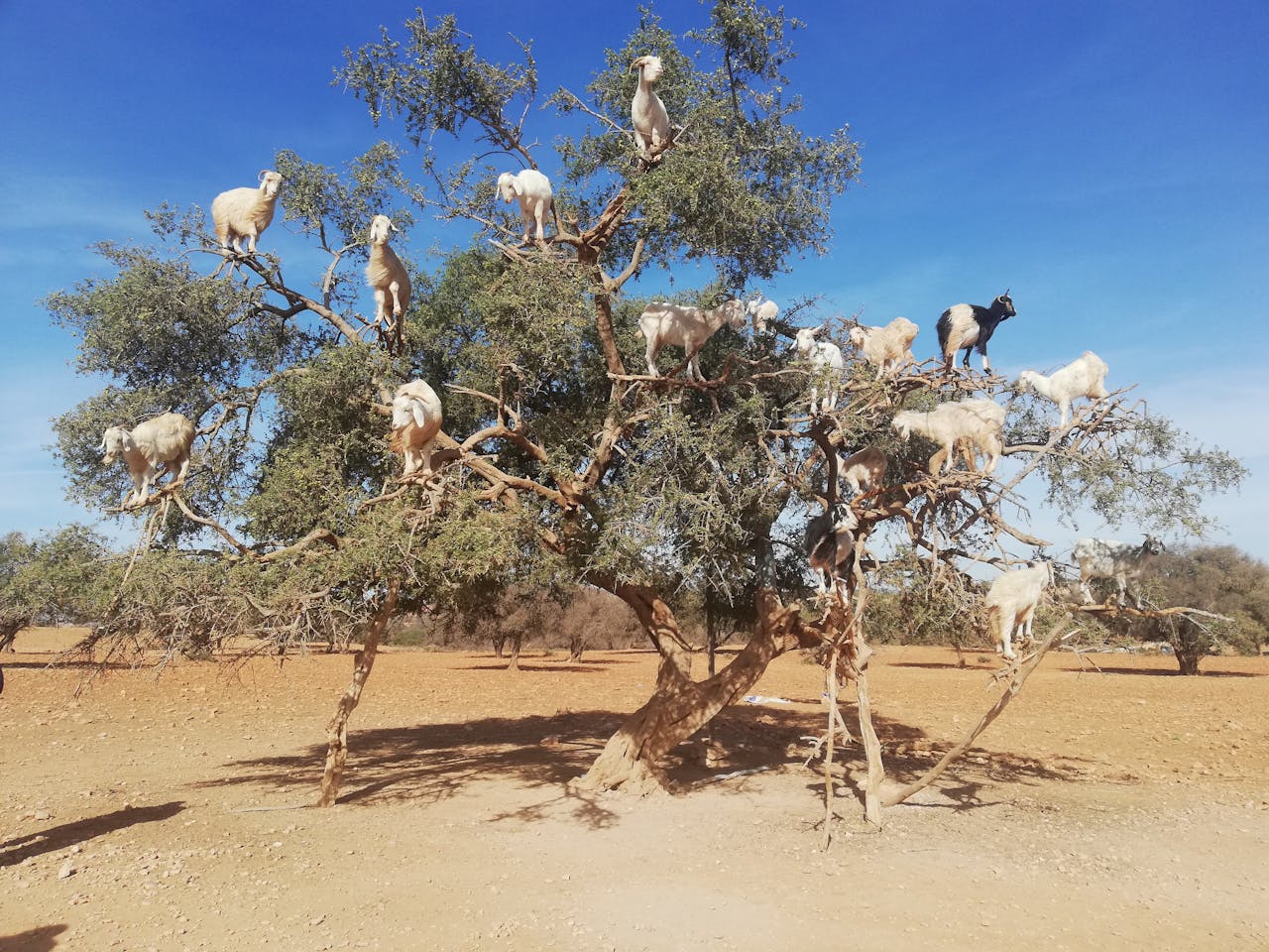 Goats perched on argan trees in Morocco's dry landscape under a clear blue sky.